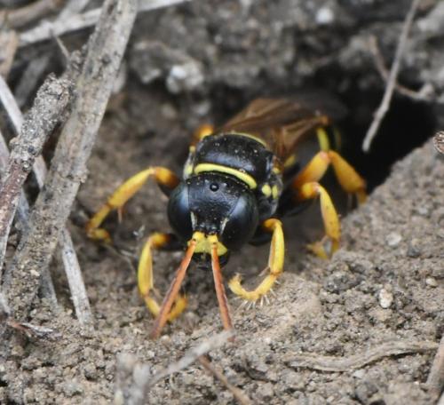 Réf. 283 233 : Gorytes sp.